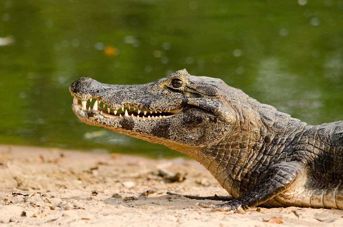 Caiman on Pantanal shore 2 Caiman on Pantanal shore 2 Brazil,Caiman,Caiman yacare,Pantanal,Reptiles,Yacare caiman