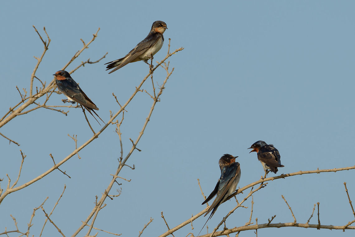 Barn Swallows in Yala NP, Sri Lanka Both a calm and busy couple of Barn Swallows sharing a tree in Yala NP, Sri Lanka. Asia,Barn swallow,Hirundo rustica,Sri Lanka,Yala
