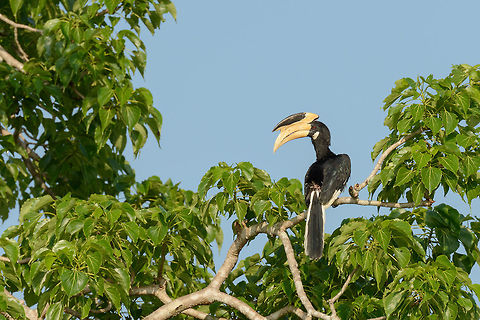 Malabar pied hornbill in Yala NP, Wilpaththu, Sri Lanka Outside this frame is the partner, these birds are almost always seen in couples. Anthracoceros coronatus,Asia,Malabar pied hornbill,Sri Lanka,Yala