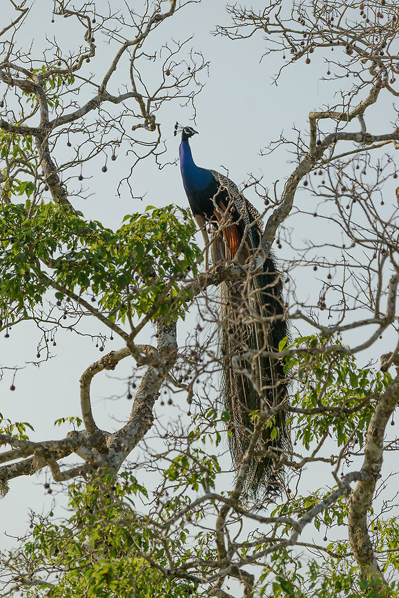 Male Peafowl in tree, Yala NP, Sri Lanka One of countless spottings of this bird, the males being totally hyperactive during this mating season. Asia,Indian peafowl,Pavo cristatus,Sri Lanka,Yala