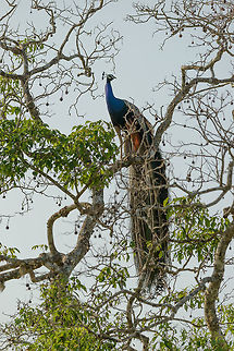 Male Peafowl in tree, Yala NP, Sri Lanka One of countless spottings of this bird, the males being totally hyperactive during this mating season. Asia,Indian peafowl,Pavo cristatus,Sri Lanka,Yala