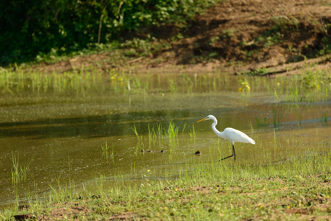 Intermediate Egret, Yala NP, Sri Lanka Looking for frogs or fish perhaps, a move not without danger in Sri Lanka, as it seems every pond has crocs in them. Asia,Intermediate egret,Mesophoyx intermedia,Sri Lanka,Yala