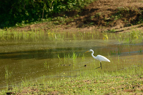 Intermediate Egret, Yala NP, Sri Lanka Looking for frogs or fish perhaps, a move not without danger in Sri Lanka, as it seems every pond has crocs in them. Asia,Intermediate egret,Mesophoyx intermedia,Sri Lanka,Yala