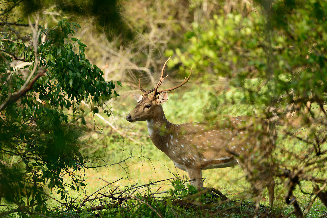 Sri Lankan Axis Deer (male), Yala NP, Sri Lanka  Asia,Axis axis ceylonensis,Axis deer,Sri Lanka,Yala