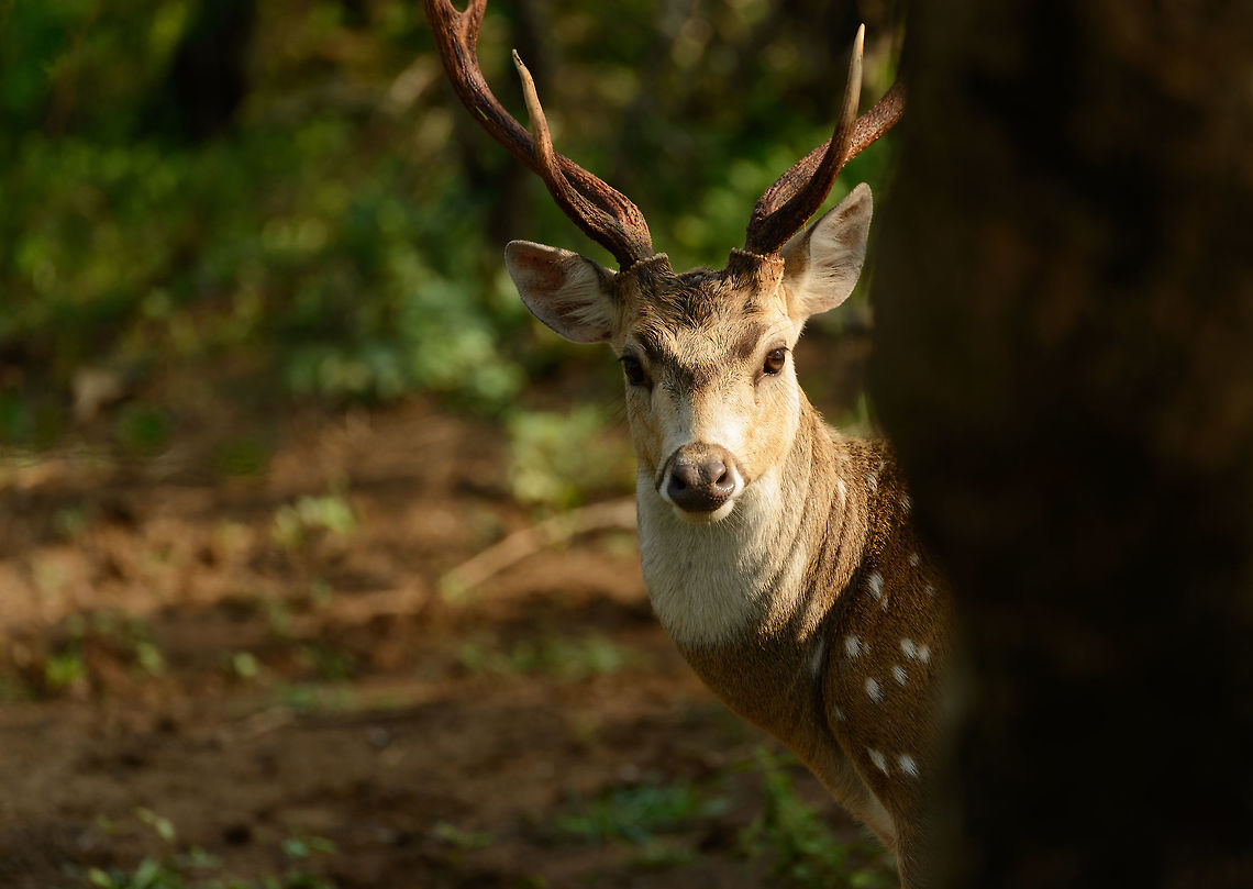 Closeup of a male Sri Lankan Axis Deer Emerging from behind a tree in Yala NP, Sri Lanka. Asia,Axis axis ceylonensis,Axis deer,Sri Lanka,Yala