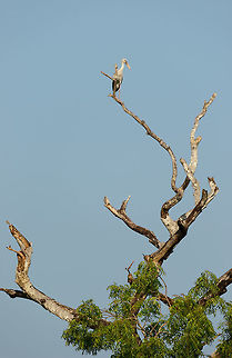 Asian Openbill on high "ground", Yala NP, Sri Lanka  Anastomus oscitans,Asia,Asian Openbill,Sri Lanka,Yala