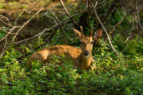 Calm female Sri Lankan Axis deer, Yala NP, Sri Lanka  Asia,Axis axis ceylonensis,Axis deer,Sri Lanka,Yala