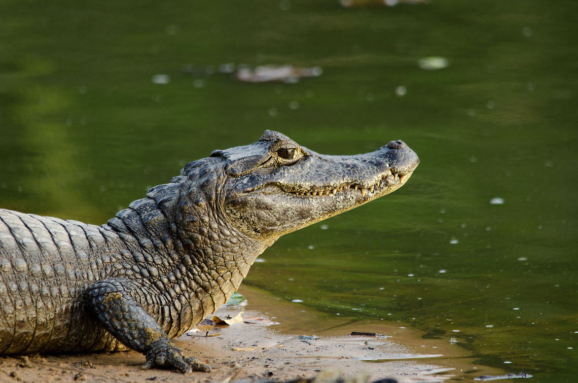 Caiman on Pantanal shore 1 Caiman on Pantanal shore 1 Brazil,Caiman,Caiman yacare,Pantanal,Reptiles,Yacare caiman