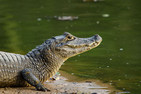 Caiman on Pantanal shore 1 Caiman on Pantanal shore 1 Brazil,Caiman,Caiman yacare,Pantanal,Reptiles,Yacare caiman