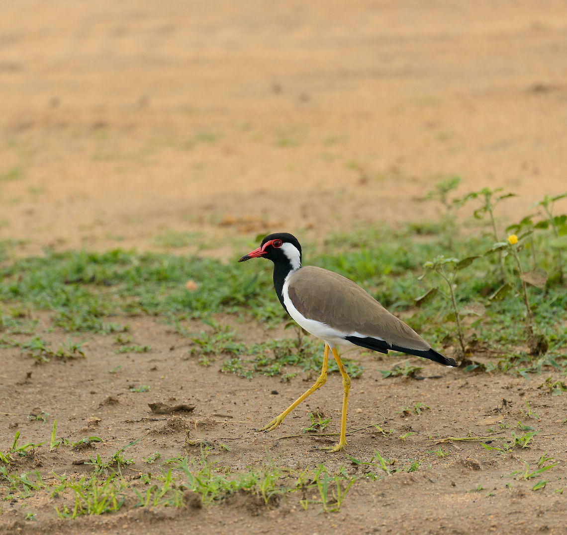 Red-wattled Lapwing, Yala NP, Sri Lanka  Asia,Red-wattled Lapwing,Sri Lanka,Vanellus indicus,Yala
