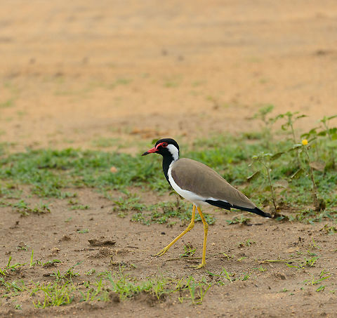Red-wattled Lapwing, Yala NP, Sri Lanka  Asia,Red-wattled Lapwing,Sri Lanka,Vanellus indicus,Yala