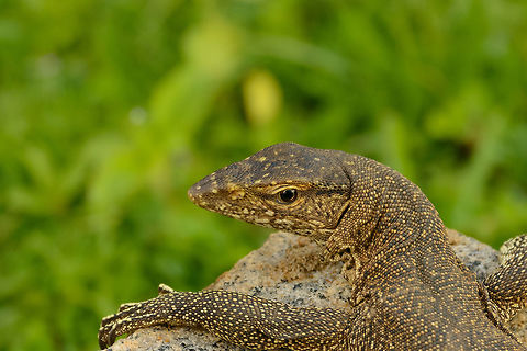 Closeup of Bengal Monitor at Yala NP, Sri Lanka  Asia,Bengal monitor (Indian monitor),Sri Lanka,Varanus bengalensis,Yala