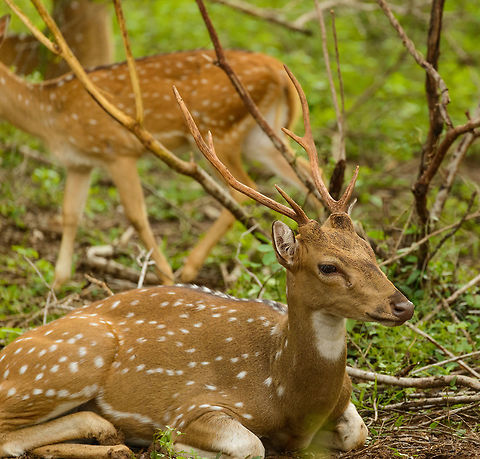 Young Sri Lankan Axis deer on forest floor, Yala NP, Sri Lanka  Asia,Axis axis ceylonensis,Axis deer,Sri Lanka,Yala