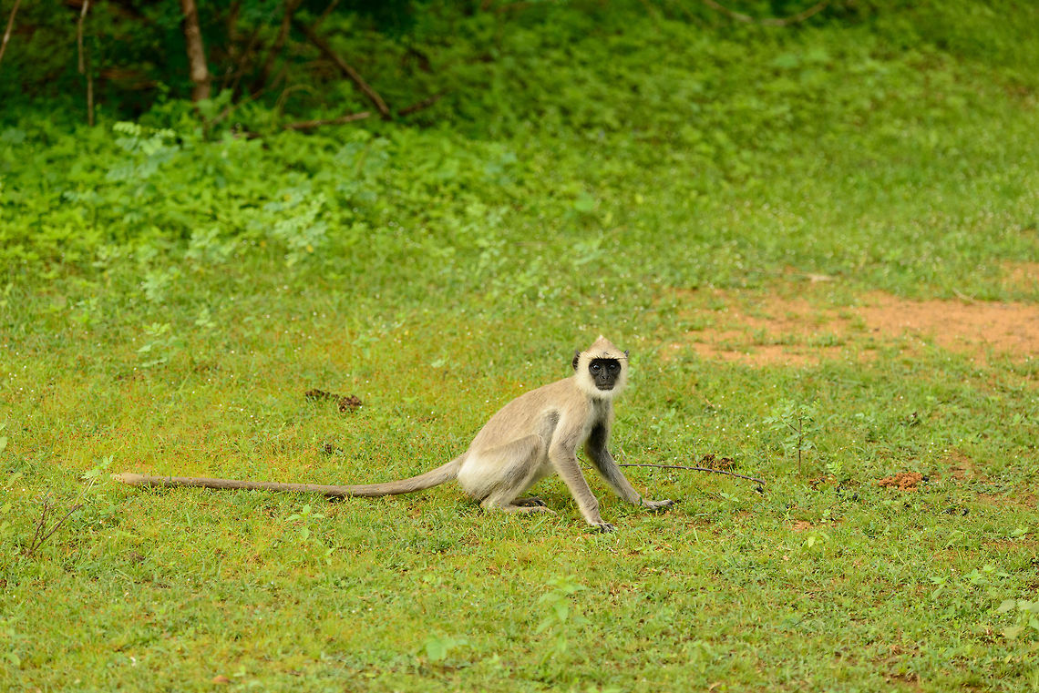 Tufted gray langur, Yala NP, Sri Lanka  Asia,Semnopithecus priam,Sri Lanka,Tufted gray langur,Yala