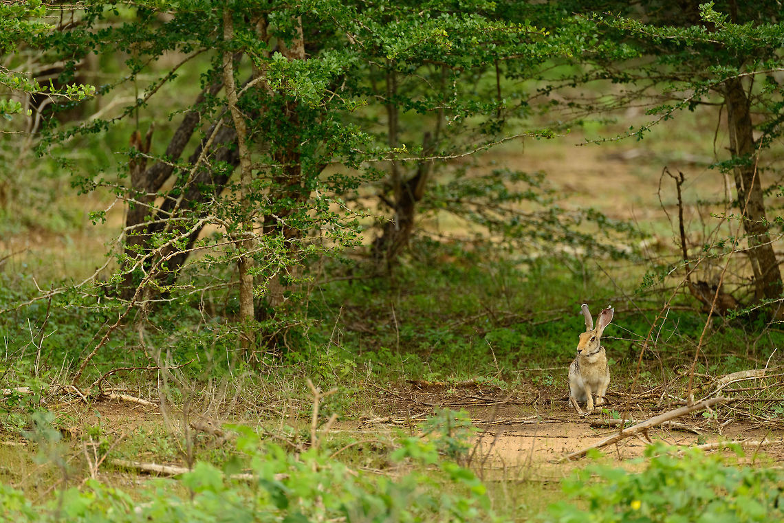 Indian Hare, Yala NP, Sri Lanka  Asia,Indian hare,Lepus nigricollis,Sri Lanka,Yala