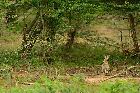 Indian Hare, Yala NP, Sri Lanka  Asia,Indian hare,Lepus nigricollis,Sri Lanka,Yala