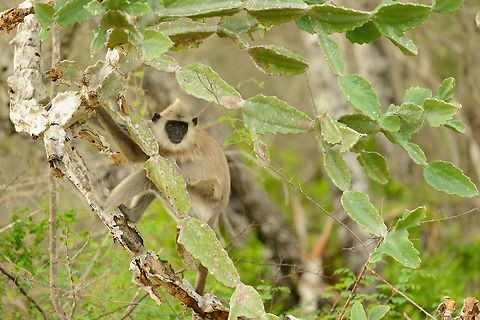 Tufted Gray Langur in tree, Yala NP, Sri Lanka  Asia,Semnopithecus priam,Sri Lanka,Tufted gray langur,Yala