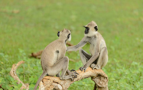 Playful Tufted Gray Langur, Yala NP, Sri Lanka  Asia,Semnopithecus priam,Sri Lanka,Tufted gray langur,Yala