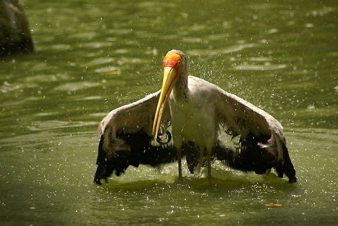 Milky stork landing (4 of 6) Action capture of a Milky Stork landing in the water, part 4 of 6. Birds,Malaysia,Milky Stork,Mycteria cinerea,Stork