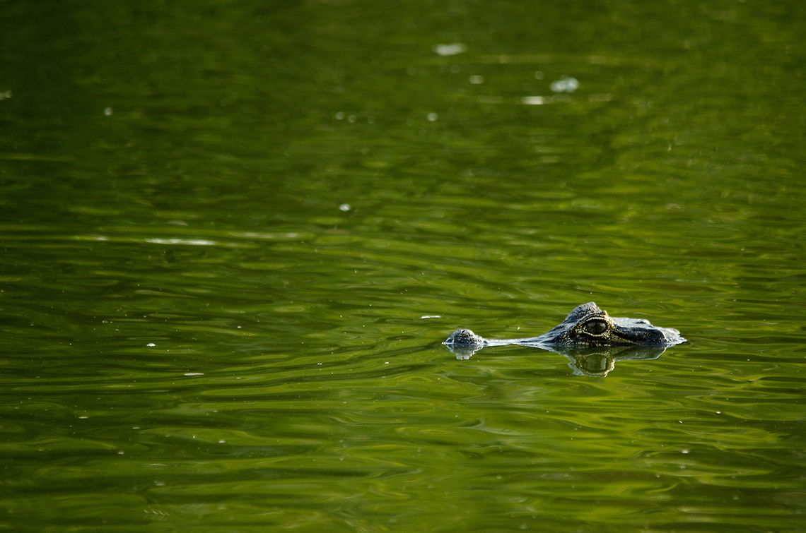 Are you coming to my pool party? A lonely caiman in the Pantanal awaits guests for dinner. Brazil,Caiman,Caiman yacare,Pantanal,Reptiles,Yacare caiman