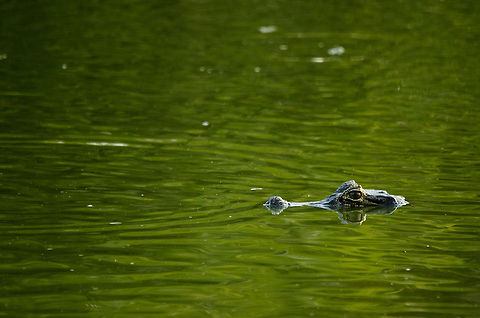 Are you coming to my pool party? A lonely caiman in the Pantanal awaits guests for dinner. Brazil,Caiman,Caiman yacare,Pantanal,Reptiles,Yacare caiman