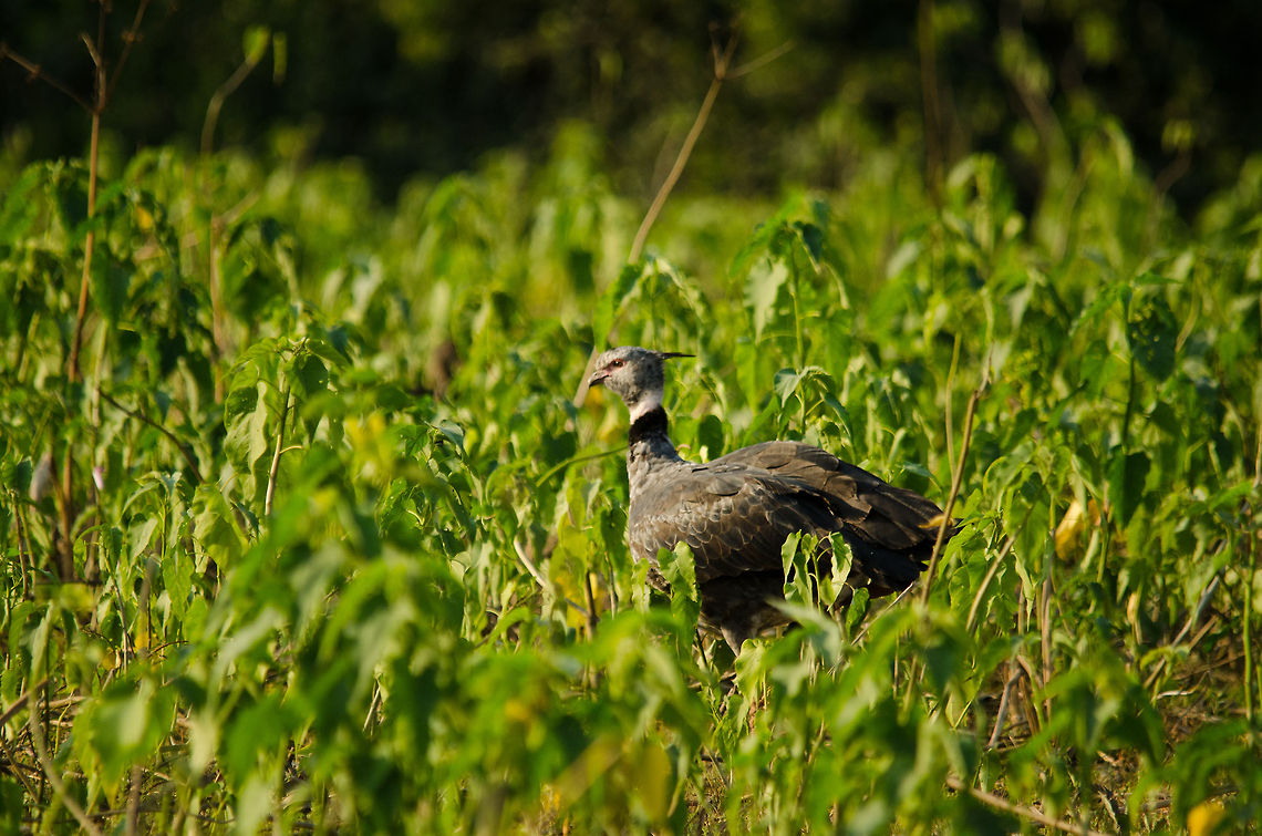 Southern Screamer in the wild A Southern Screamer, titled after its mating call, travels the swamp vegetation of the Pantanal. His (or her) partner for life is following closely, not visible in this photo. Birds,Brazil,Chauna torquata,Pantanal,Southern Screamer