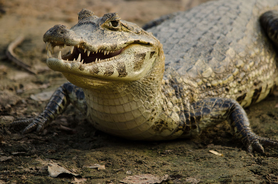 Pantanal caiman frontal view An alert caiman in the Pantanal poses in front of the camera, almost as if to face his good side to the camera. Brazil,Caiman,Caiman yacare,Pantanal,Reptiles,Yacare caiman