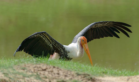 Painted Stork drying wings in Yala NP, Sri Lanka  Asia,Mycteria leucocephala,Painted Stork,Sri Lanka,Yala