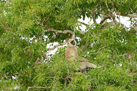 Tufted Gray Langur feeding in tree, Yala NP, Sri Lanka  Asia,Semnopithecus priam,Sri Lanka,Tufted gray langur,Yala