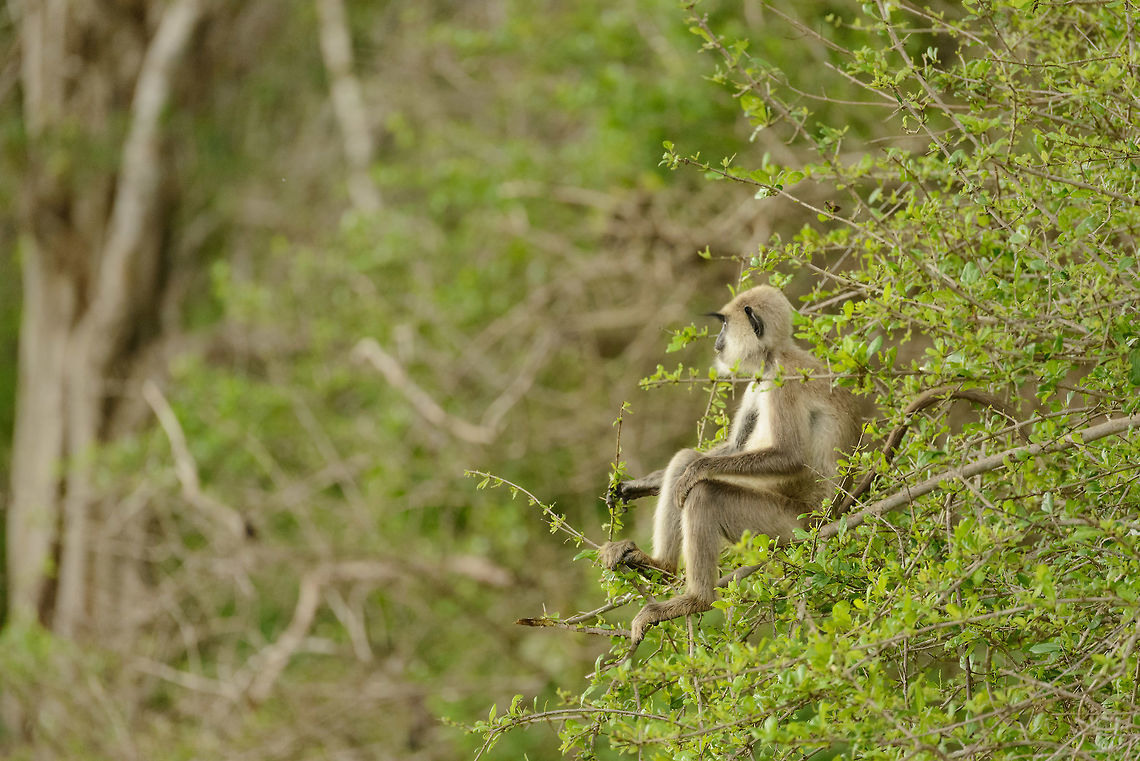 Tufted Gray Langur sitting in tree, Yala NP, Sri Lanka Watching the day go by, perfectly at ease. Asia,Semnopithecus priam,Sri Lanka,Tufted gray langur,Yala