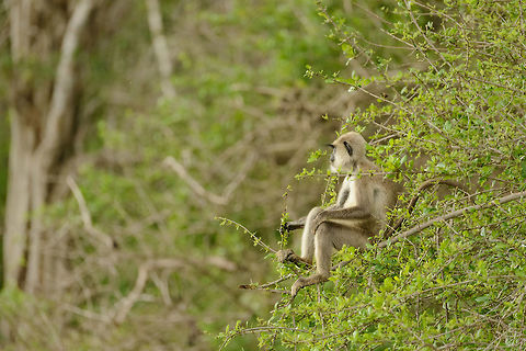 Tufted Gray Langur sitting in tree, Yala NP, Sri Lanka Watching the day go by, perfectly at ease. Asia,Semnopithecus priam,Sri Lanka,Tufted gray langur,Yala