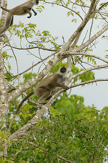 Tufted Gray Langur jumping, Yala NP, Sri Lanka  Asia,Semnopithecus priam,Sri Lanka,Tufted gray langur,Yala