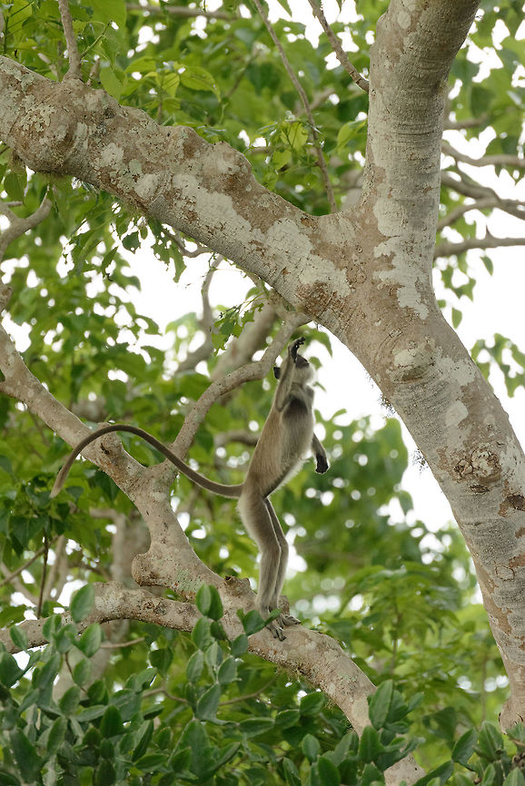 Tufted Gray Langur standing up, Yala NP, Sri Lanka  Asia,Semnopithecus priam,Sri Lanka,Tufted gray langur,Yala
