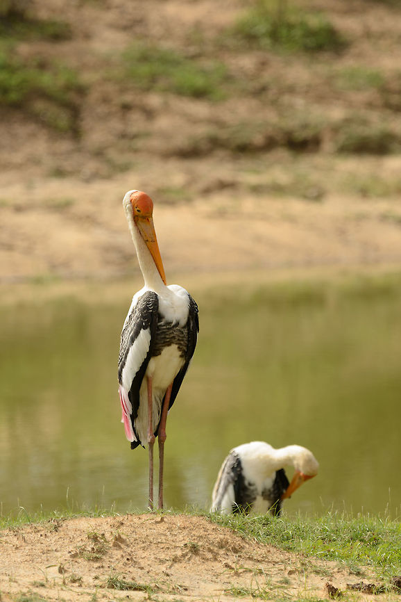 Yes, sirrrrrrrr!!  Asia,Mycteria leucocephala,Painted Stork,Sri Lanka,Yala