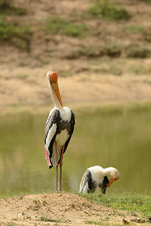 Yes, sirrrrrrrr!!  Asia,Mycteria leucocephala,Painted Stork,Sri Lanka,Yala