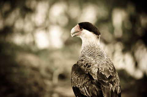 Crested Caracara Creative color tone of a Crested Caracara in the Pantanal. Bird of prey,Birds,Brazil,Crested Caracara,Pantanal