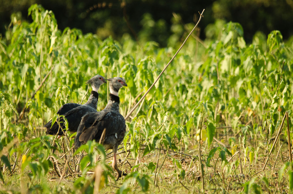 Lover birds Southern Screamers bond for life, therefore their infamous mating scream is no longer required for these two. Brazil,Pantanal,Southern Screamer,birds