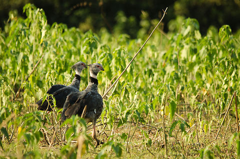 Lover birds Southern Screamers bond for life, therefore their infamous mating scream is no longer required for these two. Brazil,Pantanal,Southern Screamer,birds