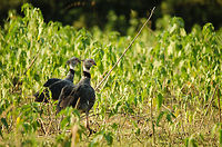Lover birds Southern Screamers bond for life, therefore their infamous mating scream is no longer required for these two. Brazil,Pantanal,Southern Screamer,birds