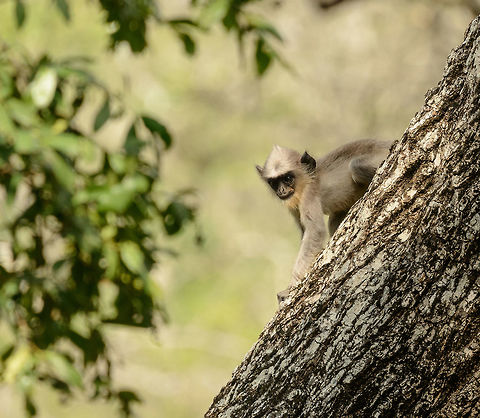 Tufted Gray Langur playful baby in tree, Yala NP, Sri Lanka Both the youngsters and some adults of this pack are very playful once they have secured their morning breakfast. We spend a good 30 minutes just watching them. Asia,Semnopithecus priam,Sri Lanka,Tufted gray langur,Yala