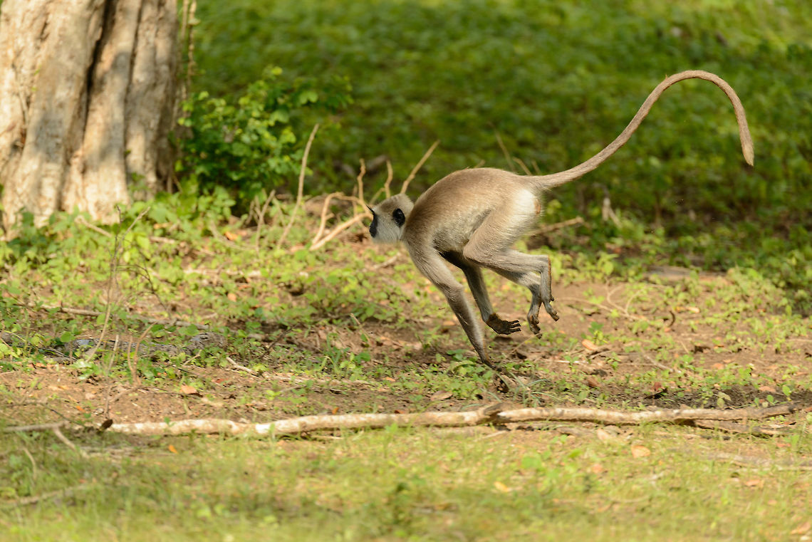 Tufted Gray Langur at full speed, Yala NP, Sri Lanka I&#039;m thinking their tail plays a large role in steering when running at this top speed. Asia,Semnopithecus priam,Sri Lanka,Tufted gray langur,Yala