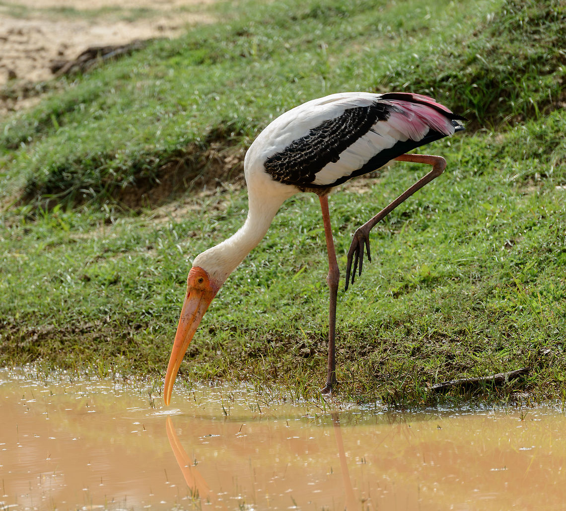 Painted Stork drinking in Yala NP pond, Sri Lanka  Asia,Mycteria leucocephala,Painted Stork,Sri Lanka,Yala