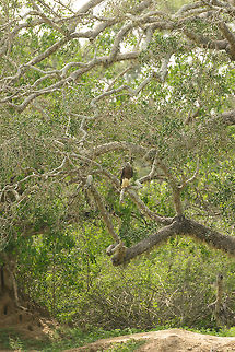 Grey headed fish eagle, Yala NP, Sri Lanka Taken from quite a distance. We returned to the pond that it is overlooking  times this day, and it never changed position all day. Asia,Ichthyophaga ichthyaetus,Sri Lanka,Yala,grey headed fish eagle