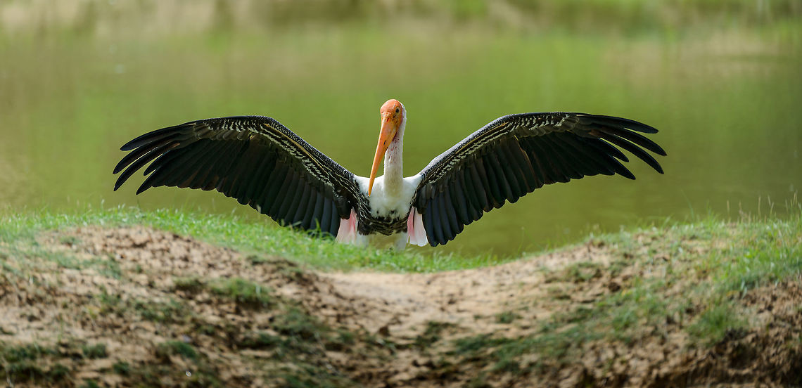 Painted Stork drying wings in Yala NP - II, Sri Lanka  Asia,Mycteria leucocephala,Painted Stork,Sri Lanka,Yala