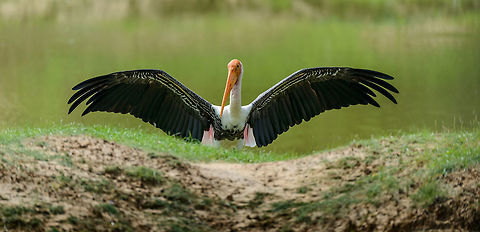 Painted Stork drying wings in Yala NP - II, Sri Lanka  Asia,Mycteria leucocephala,Painted Stork,Sri Lanka,Yala