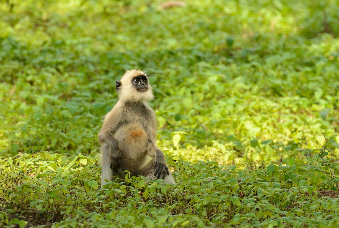 Old Tufted Gray Langur taking a break, Yala NP, Sri Lanka With all the young ones going crazy in the trees, this older one was spectating from a small distance. Either it&#039;s the boss or just tired of it all. Asia,Semnopithecus priam,Sri Lanka,Tufted gray langur,Yala