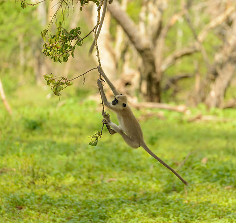 Tufted Gray Langur using branch as swing, Yala NP, Sri Lanka  Asia,Semnopithecus priam,Sri Lanka,Tufted gray langur,Yala