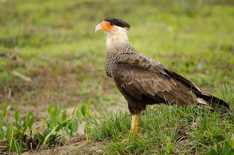 Fierce Crested Caracara Often found on the ground, this ultra strong bird of prey is in search for easy prey so scavenge. Bird of prey,Birds,Brazil,Crested Caracara,Pantanal