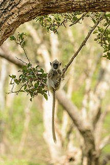 Tufted Gray Langur baby on tree swinging, Yala NP, Sri Lanka  Asia,Semnopithecus priam,Sri Lanka,Tufted gray langur,Yala