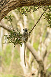 Tufted Gray Langur baby on tree swinging, Yala NP, Sri Lanka  Asia,Semnopithecus priam,Sri Lanka,Tufted gray langur,Yala